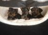 Home raised Yorkie puppies for all