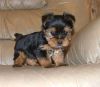 Registered Yorkie Puppies for Adoption