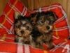 T-cup Yorkshire Terrier puppies for adoption
