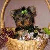 Extra Chaming Teacup Yorkie Puppies