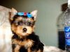 Lovable Yorkie Puppies Available