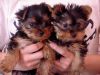 Two Cute Teacup Yorkie Pups Text : (xxx) xxx-xxx0