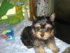 Male and female teacup yorkie puppies