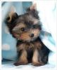 Teacup Yorkie Puppies Available (xxx) xxx-xxx0