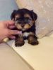 Ready to go Yorkshire Terrier puppies