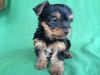 Yorkie puppies great quality..