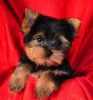 sweet Toy Yorkshire Terrier Puppies