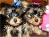 Two Teacup Yorkie pups