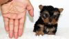 Tiny and Compact Yorkie