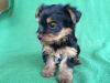 microchipped Akc registered yorkie