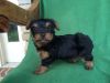 Two Awesome T-cup Yorkie Puppies