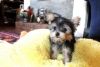 Real T Cup Morkies 1m, 1f. &2 Yorkie