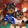 Teacup Yorkie Puppies both Males and females