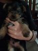 yorkie female and 1 male puppy 5 wks old