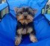 Affectionate and cute Yorkie puppies