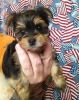 Funny and Intelligent Yorkie puppies