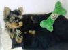 Cute Akc Yorkie Puppies For Re-homing