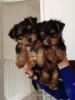 baby face teacup Yorkie puppies for pet lovers