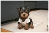 T cup Yorkie for sale