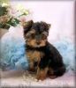 2 nice yorkie puppies available