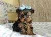 Two Gorgeous Yorkie Puppies For Rehoming