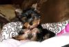 Cute Teacup Yorkie Puppies For Free Re-homing