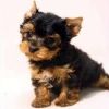 Cutie Yorkie Male And Female Pups