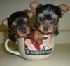 Outgoing male and female yorkie puppies