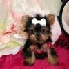 Cute Yorkie Puppies For R-homing