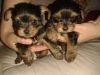 Akc Male And Female Babys For You Teacup Yorkie