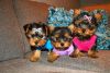 Mini Yorkshire Terrier Puppies