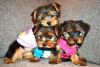 Yorkshires Terriers Puppies Ready