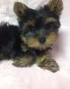 Cutest Yorkie Pups Available