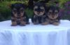 Yorkshire Terrier Puppies Ready To Leave Now..!!!