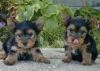 Beautiful Baby Face Male And Female Yorkie Puppies