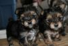 Yorkie Puppies For Sale xxx xxxxxx1