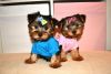 Sociable Teacup Yorkie Puppies For Free Adoption