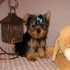 Yorkshire terrier puppies available for a new home