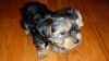 Male and Female Yorkie Puppies Ready