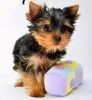 Our beautiful male and female yorkies for adoption