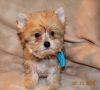 Handsome Blond Yorkie Male Available