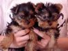teacup yorkie pups available text