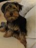 Gorgeous yorkie pupps for re-homming...