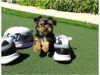 Cxvc teacup yorkie puppies for available