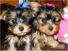 Yorkshire Terrier Puppies(xxx) xxx-xxx1