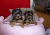yorkies for rehoming