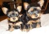 Yorkshire Terriers Both **males And Females**