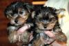 Home raised Yorkshire Terrier puppies for sale
