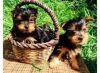 Adorable Yorkie puppies for rehoming