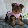 Very cute Yorkie Puppies for Adoption